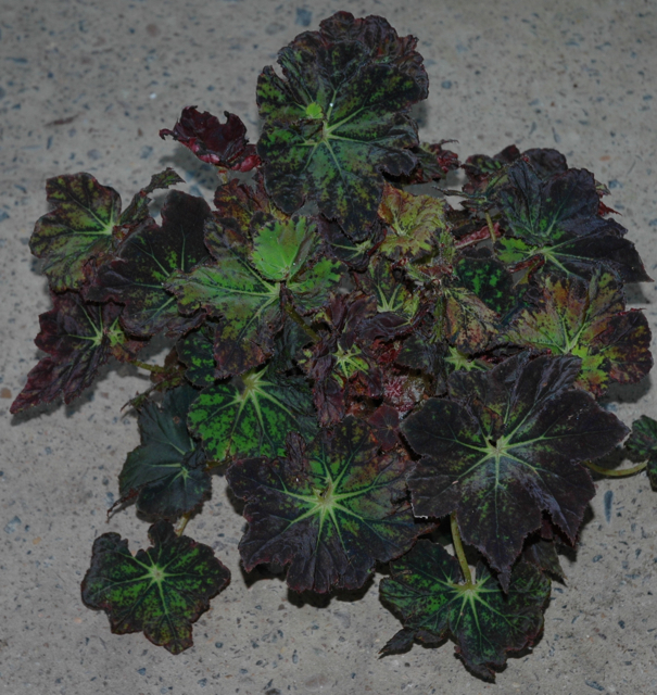 B. ‘Margaret Chedra’